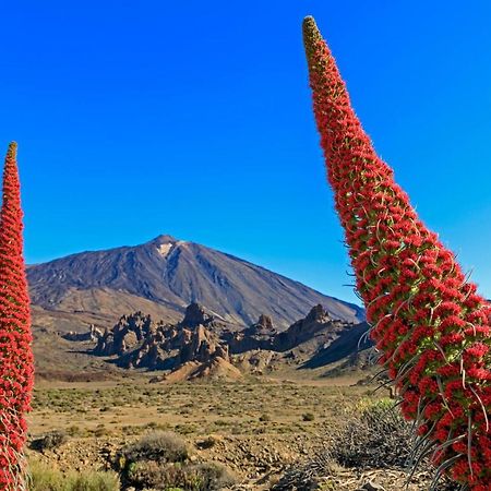 Apto Drago Holidays Leilighet Santa Cruz de Tenerife Eksteriør bilde