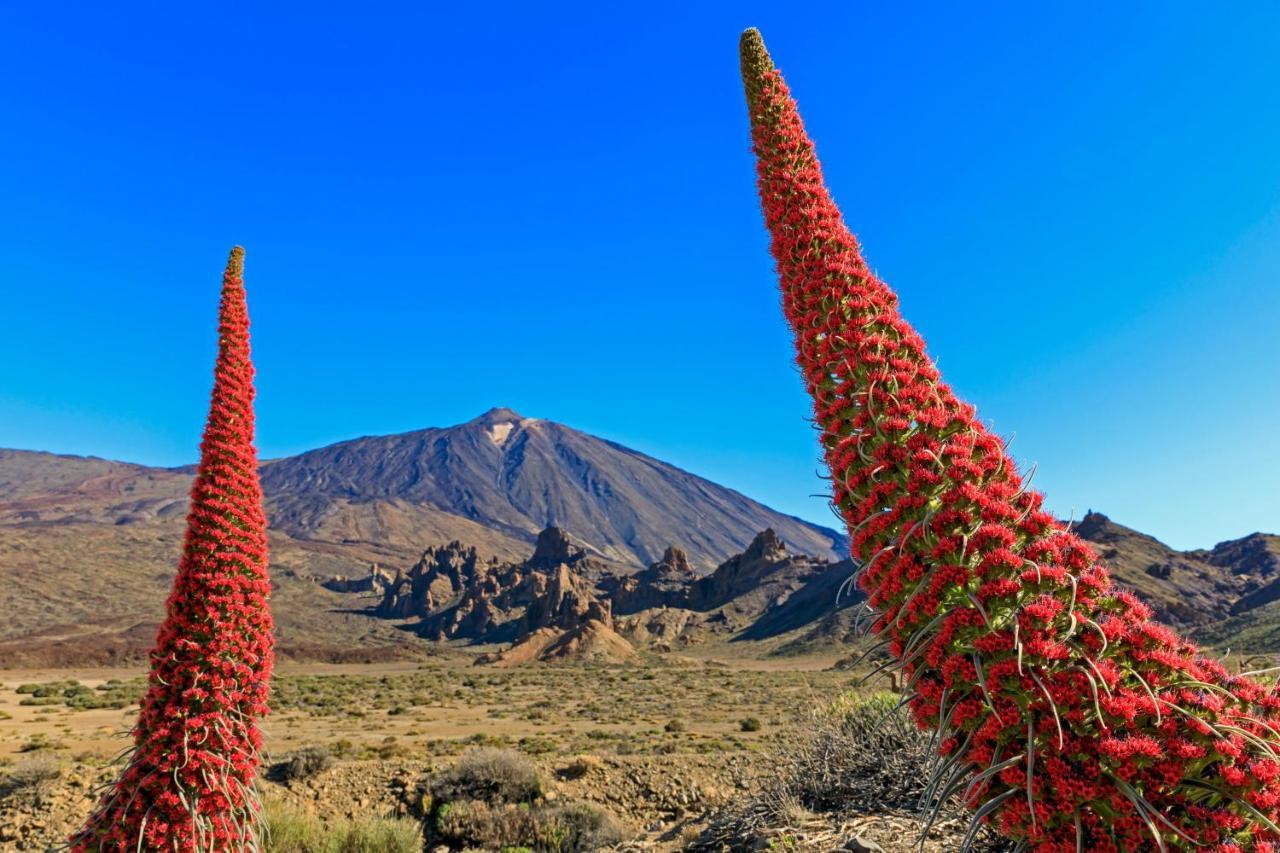 Apto Drago Holidays Leilighet Santa Cruz de Tenerife Eksteriør bilde